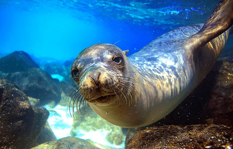 Mediterranean monk seals sardegna