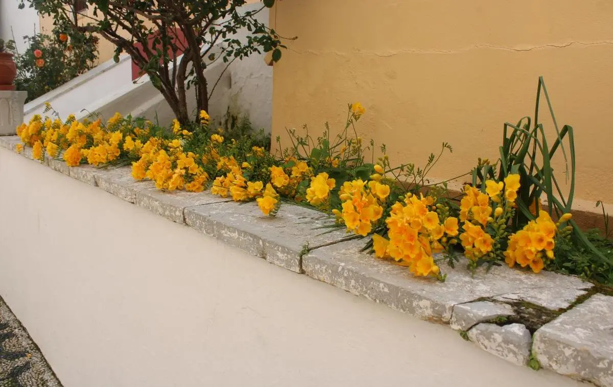 blooming freesias