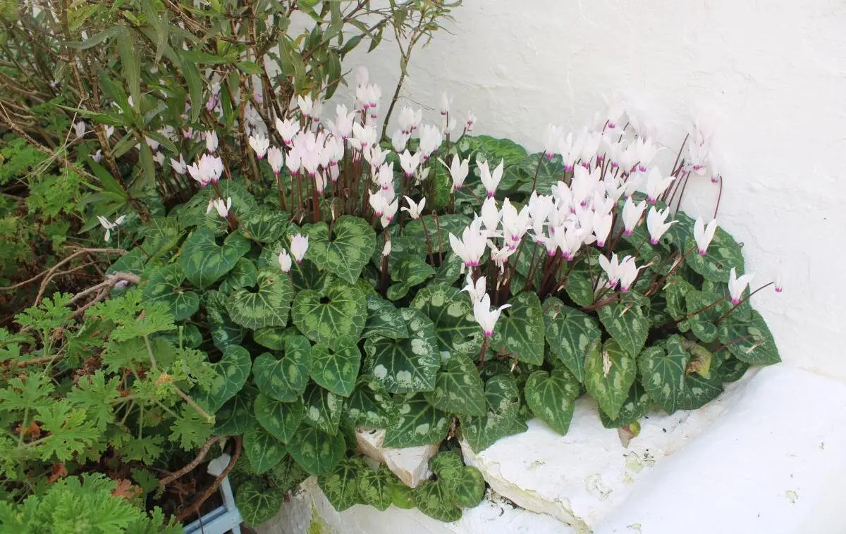 Symi, The Churchyard, Spring Flowers, were everywhere not only here....