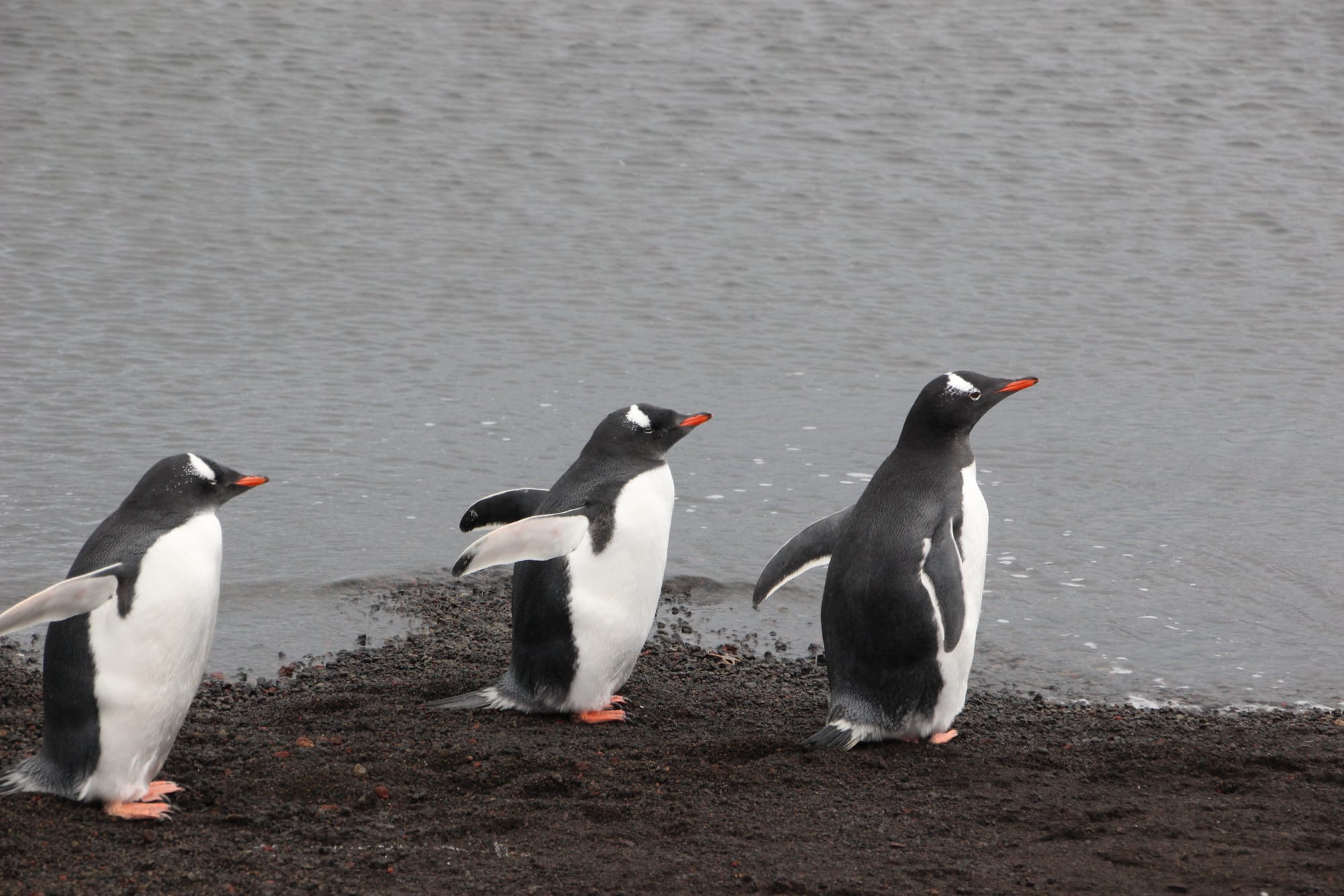 Gentoo Penguins at Deception Bay