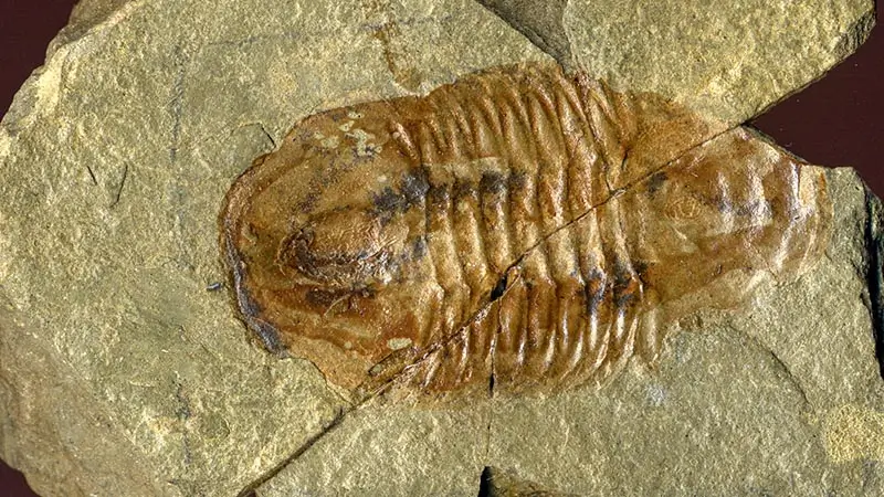 fossilized trilobite from the Bright Angel Shale