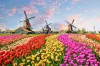 Netherlands on a budget
