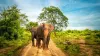 Sri Lanka elephant